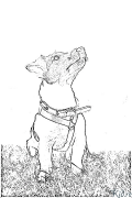 jack russell terrier Pàgines Per Pintar Imprimibles